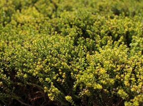 Hebe 'James Stirling' - Hebe 'James Stirling'