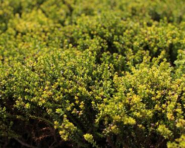 Hebe 'James Stirling'