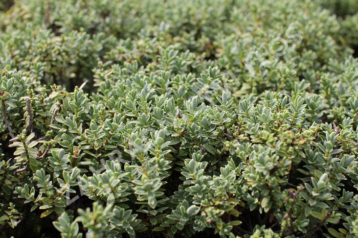 Hebe tučnolisté 'Sutherlandii' - Hebe pinguifolia 'Sutherlandii'