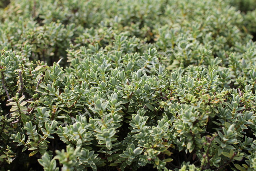 Hebe tučnolisté 'Sutherlandii' - Hebe pinguifolia 'Sutherlandii'