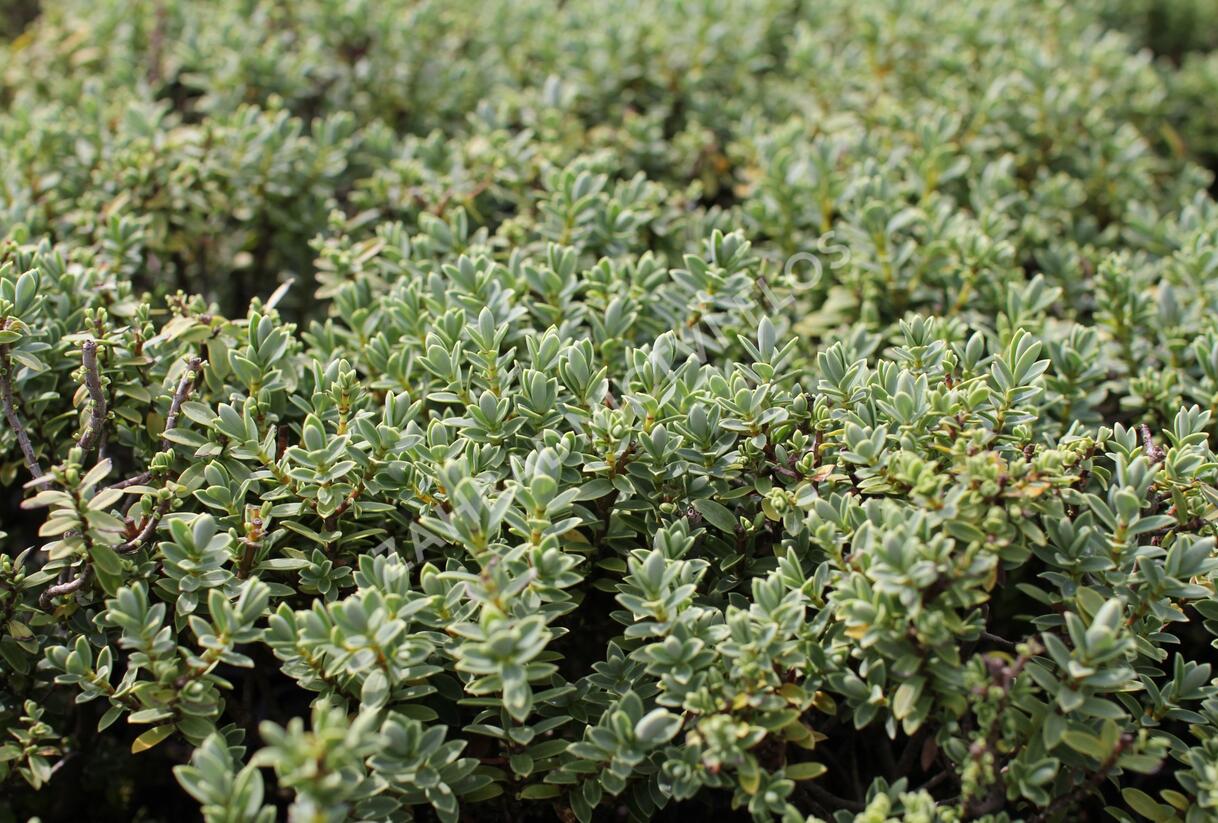 Hebe tučnolisté 'Sutherlandii' - Hebe pinguifolia 'Sutherlandii'