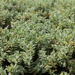 Hebe tučnolisté 'Sutherlandii' - Hebe pinguifolia 'Sutherlandii'