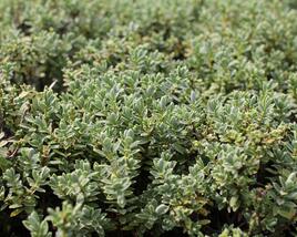 Hebe tučnolisté 'Sutherlandii'