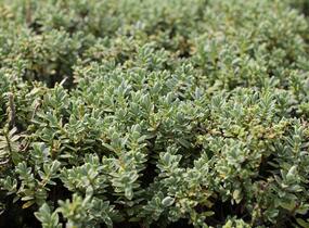 Hebe tučnolisté 'Sutherlandii' - Hebe pinguifolia 'Sutherlandii'
