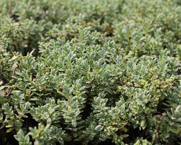 Hebe tučnolisté 'Sutherlandii'