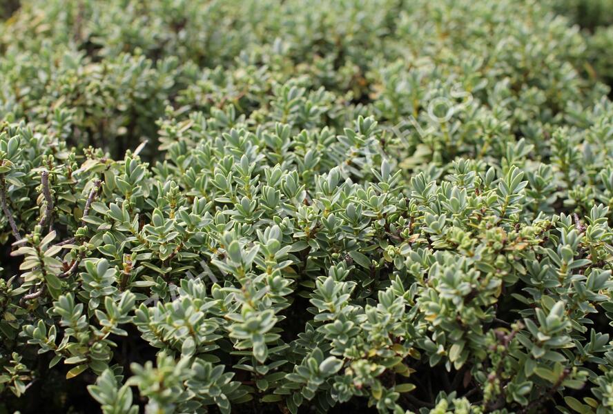 Hebe tučnolisté 'Sutherlandii' - Hebe pinguifolia 'Sutherlandii'