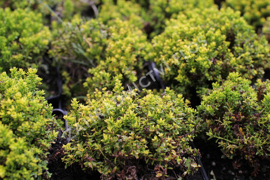 Hebe 'Green Globe' - Hebe 'Green Globe'