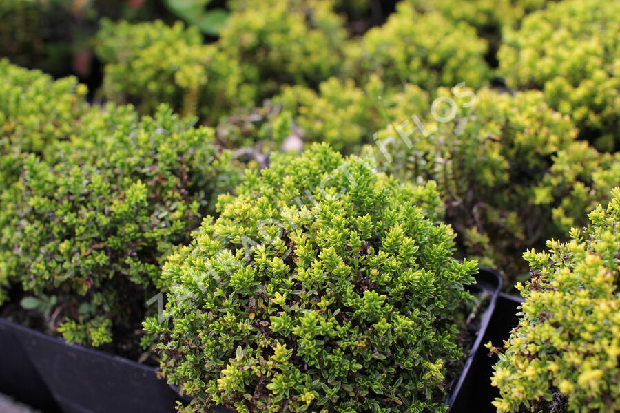 Hebe 'Green Globe' - Hebe 'Green Globe'