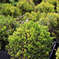 Hebe 'Green Globe' - Hebe 'Green Globe'