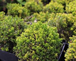 Hebe 'Green Globe'