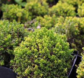 Hebe 'Green Globe' - Hebe 'Green Globe'