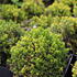 Hebe 'Green Globe'_03.JPG
