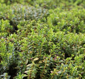 Hebe 'Nescio' - Hebe 'Nescio'