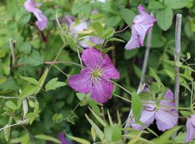 Plamének 'Mazurek' - Clematis viticella 'Mazurek'