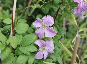 Plamének 'Mazurek' - Clematis viticella 'Mazurek'