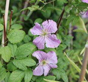 Plamének 'Mazurek' - Clematis viticella 'Mazurek'