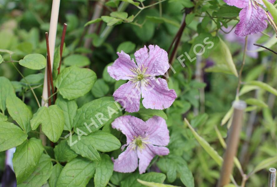 Plamének 'Mazurek' - Clematis viticella 'Mazurek'