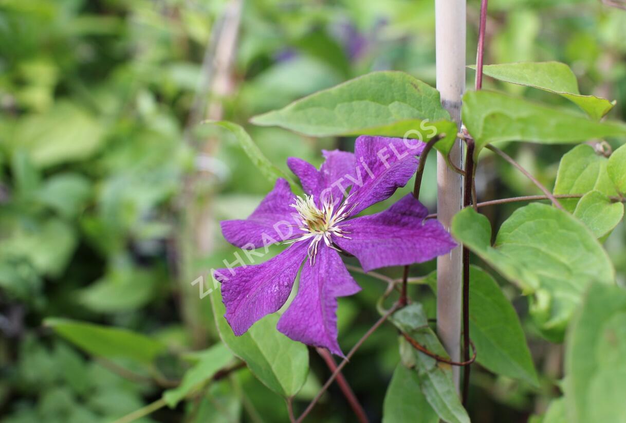 Plamének 'Grunwald' - Clematis 'Grunwald'