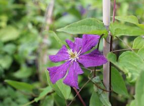 Plamének 'Grunwald' - Clematis 'Grunwald'