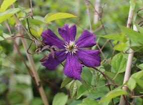 Plamének 'Grunwald' - Clematis 'Grunwald'