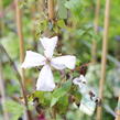 Plamének vlašský 'White Prince Charles' - Clematis viticella 'White Prince Charles'