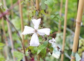 Plamének vlašský 'White Prince Charles' - Clematis viticella 'White Prince Charles'