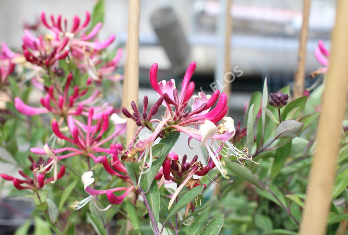 Zimolez ovíjivý 'Fragrant Cloud Chojnow' - Lonicera periclymenum 'Fragrant Cloud Chojnow'