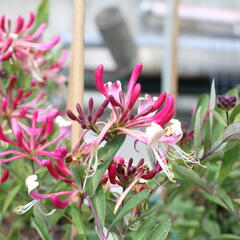 Zimolez ovíjivý 'Fragrant Cloud Chojnow' - Lonicera periclymenum 'Fragrant Cloud Chojnow'