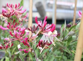 Zimolez ovíjivý 'Fragrant Cloud Chojnow' - Lonicera periclymenum 'Fragrant Cloud Chojnow'