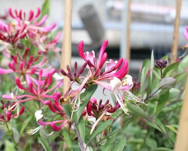 Zimolez ovíjivý 'Fragrant Cloud Chojnow'