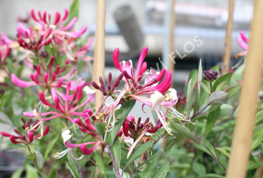 Zimolez ovíjivý 'Fragrant Cloud Chojnow' - Lonicera periclymenum 'Fragrant Cloud Chojnow'