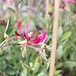 Zimolez ovíjivý 'Fragrant Cloud Chojnow' - Lonicera periclymenum 'Fragrant Cloud Chojnow'