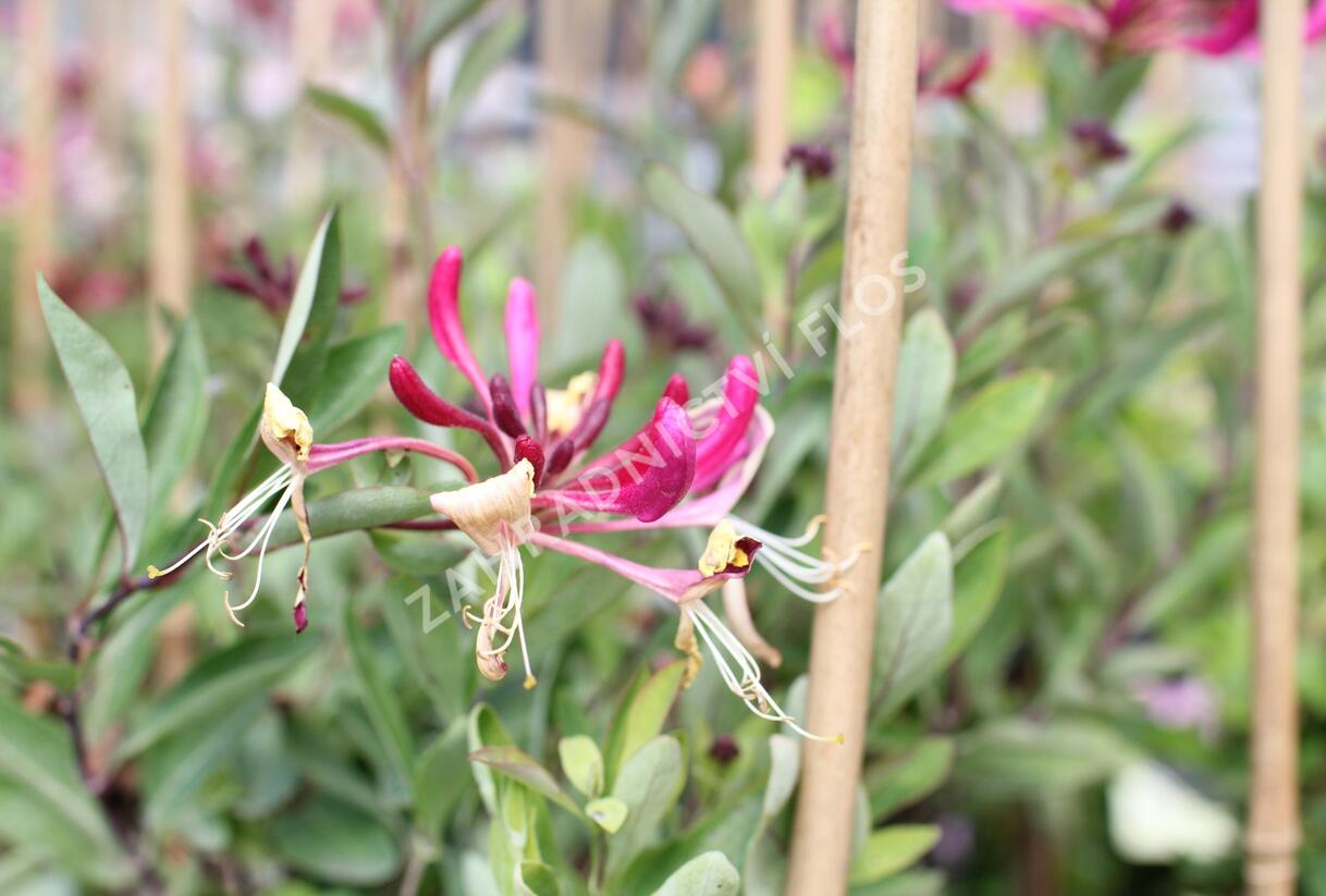Zimolez ovíjivý 'Fragrant Cloud Chojnow' - Lonicera periclymenum 'Fragrant Cloud Chojnow'