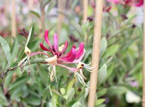 Zimolez ovíjivý 'Fragrant Cloud Chojnow' - Lonicera periclymenum 'Fragrant Cloud Chojnow'