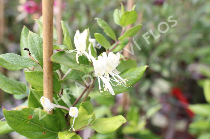 Zimolez japonský 'Halliana' - Lonicera japonica 'Halliana'