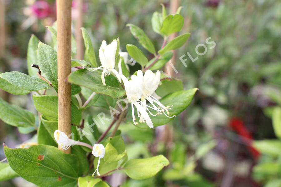 Lonicera Japonica