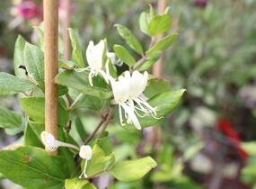 Zimolez japonský 'Halliana' - Lonicera japonica 'Halliana'