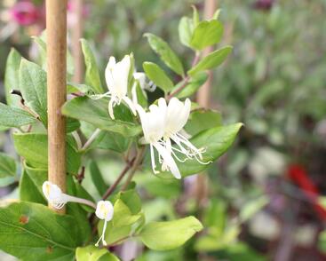 Zimolez japonský 'Halliana'