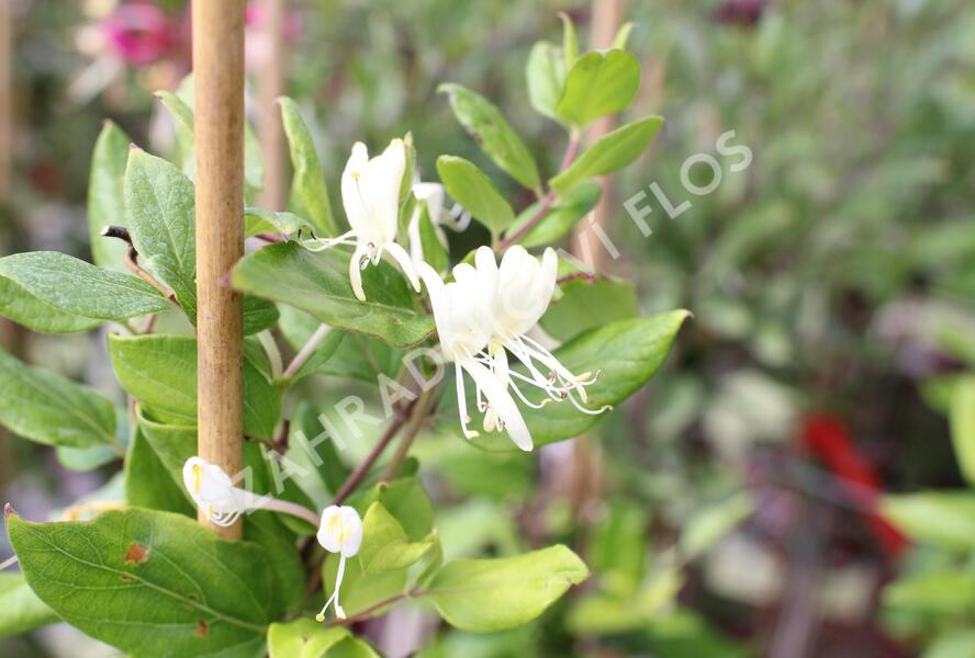 Zimolez japonský 'Halliana' - Lonicera japonica 'Halliana'