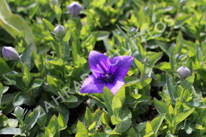 Zvonkovec velkokvětý, boubelka 'Pop Star Blue' - Platycodon grandiflorus 'Pop Star Blue'