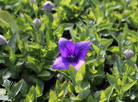 Zvonkovec velkokvětý, boubelka 'Pop Star Blue' - Platycodon grandiflorus 'Pop Star Blue'