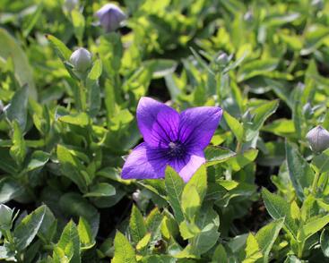 Zvonkovec velkokvětý, boubelka 'Pop Star Blue'