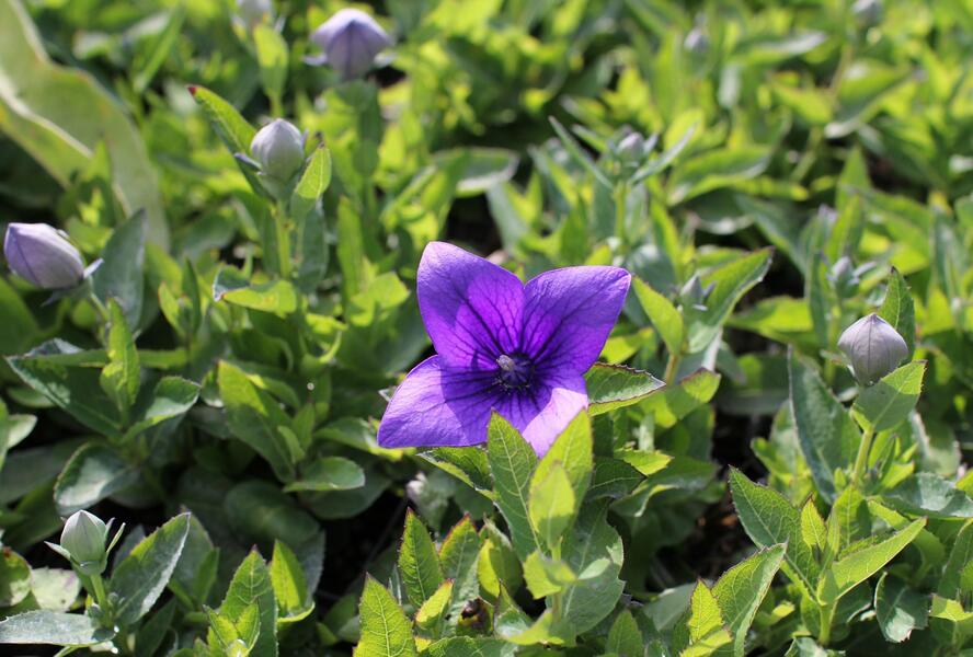 Zvonkovec velkokvětý, boubelka 'Pop Star Blue' - Platycodon grandiflorus 'Pop Star Blue'