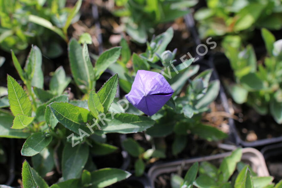 Zvonkovec velkokvětý, boubelka 'Pop Star Blue' - Platycodon grandiflorus 'Pop Star Blue'