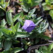 Zvonkovec velkokvětý, boubelka 'Pop Star Blue' - Platycodon grandiflorus 'Pop Star Blue'
