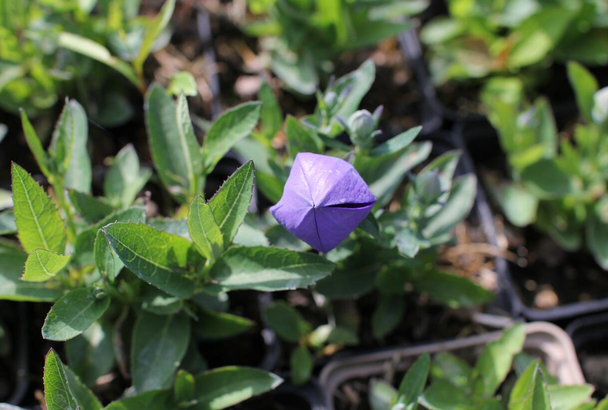 Zvonkovec velkokvětý, boubelka 'Pop Star Blue' - Platycodon grandiflorus 'Pop Star Blue'