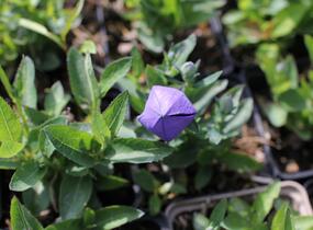 Zvonkovec velkokvětý, boubelka 'Pop Star Blue' - Platycodon grandiflorus 'Pop Star Blue'