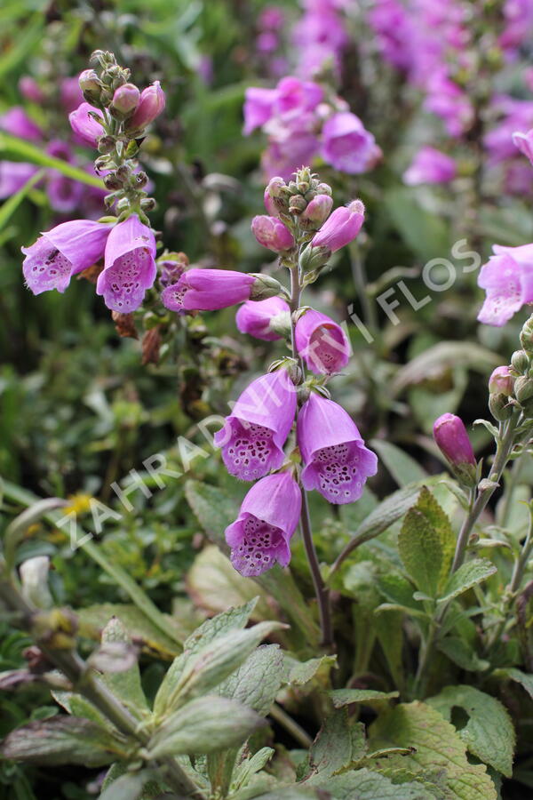 Náprstník červený 'Pollux Purple' - Digitalis purpurea 'Pollux Purple'