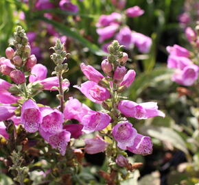 Náprstník červený 'Pollux Purple' - Digitalis purpurea 'Pollux Purple'