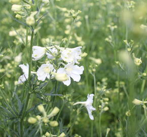 Ostrožka 'Hunky Dory White - Delphinium hybridum 'Hunky Dory White'